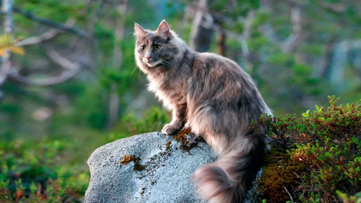 Скандинавская лесная кошка